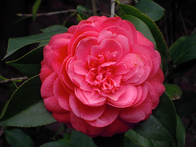 Camélias
