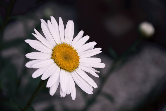 Margarigas