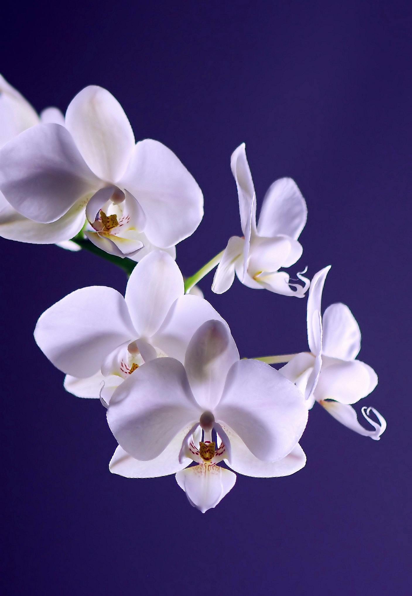 Orquídeas