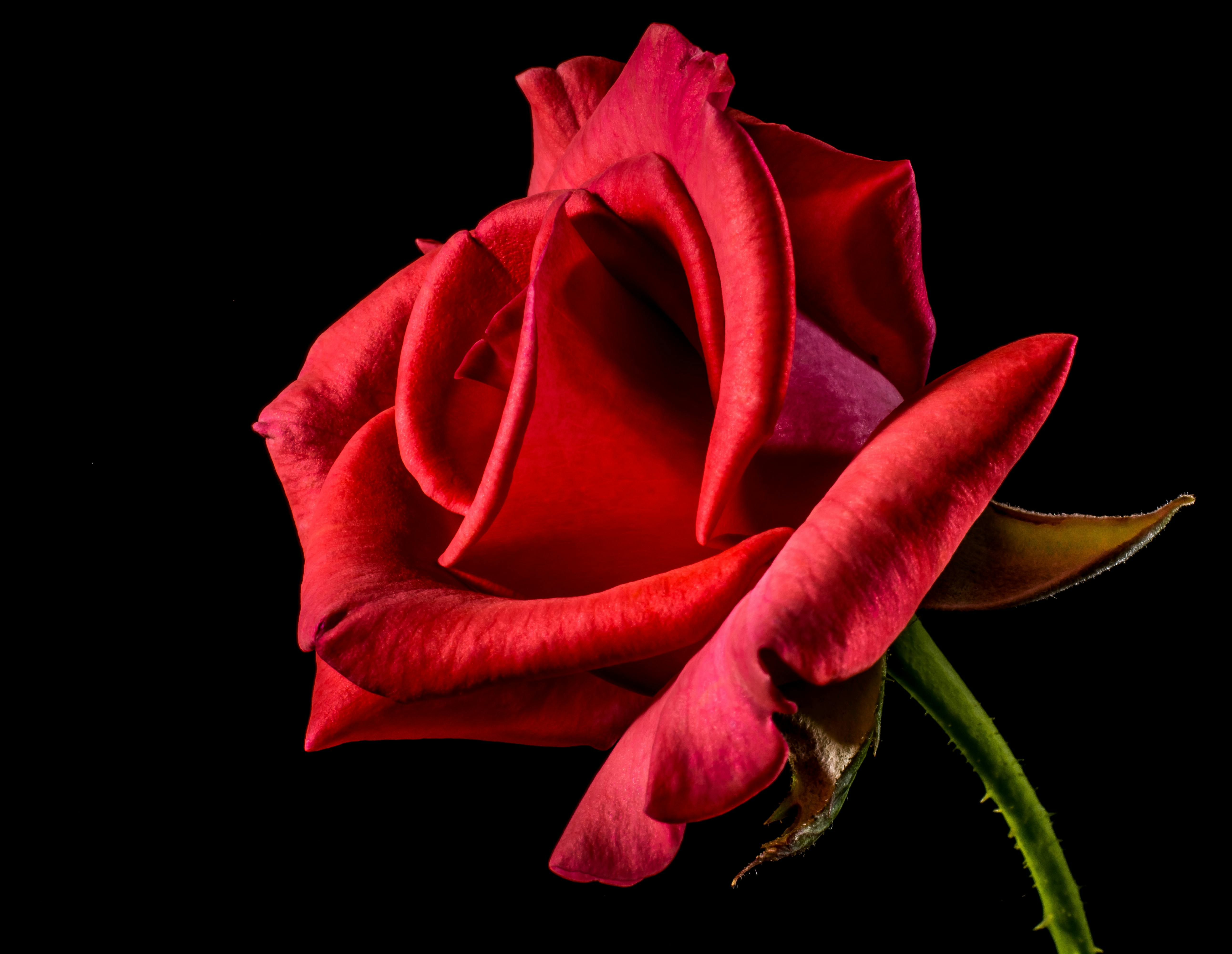 Rosas
