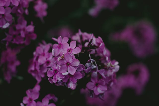Violetas